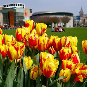 https://apartments-de-hallen.ihotelsrotterdam.com